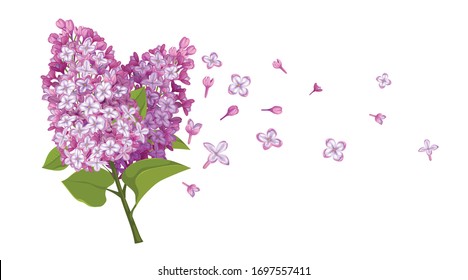 Spring flowers bouquet with flying blossoms. Lilac flower template.  Vector illustration isolated on white background.