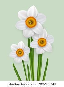 Spring flowers  bouquet, narcissus white flowers, vector illustration.