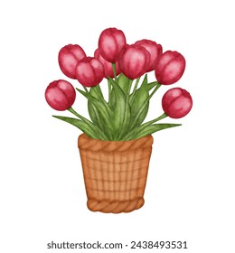 Spring flowers bouquet tulips in basket isolated on white background