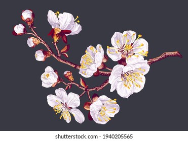 Spring flowers. Branch of realistic white apricot flowers. Vector plant isolated on dark background for your design, wedding cards, social media banners, outdoor advertising, textile patterns