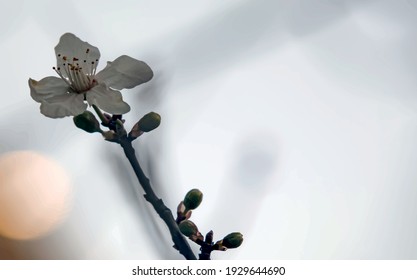  spring flowers and buds on tree branches in winter season.