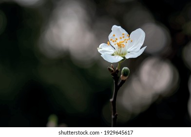  flores de primavera y brotes en ramas de árboles en invierno.