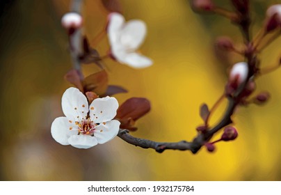 spring flowers and buds on tree branches in winter season.