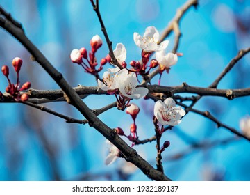 spring flowers and buds on tree branches in winter season.