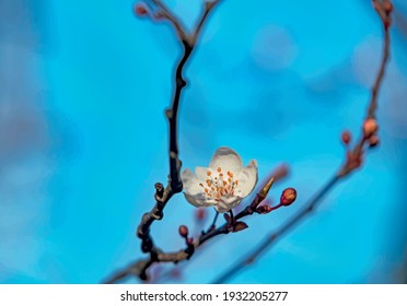 Frühlingsblumen und Knospen auf Baumzweigen in der Wintersaison.