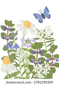 spring flowers and butterfly, vector drawing wild plants and insect at white background, floral composition, hand drawn botanical illustration