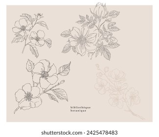 Spring flowers clipart, Rose wild sketched hand drawn texture, abstract art, artistic, vector botanical illustration
