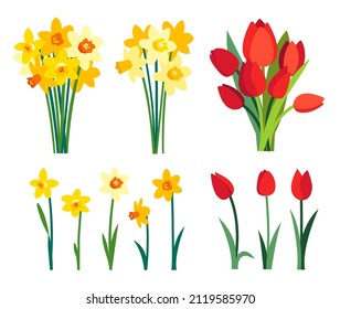 Spring flowers clipart. Yellow daffodils bouquet and red tulip flowers isolated on white background