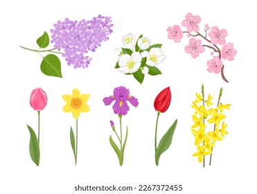 Spring flowers collection.Set of blooming plants. Vector cartoon branch of lilac, cherry blossom, forsythia or golden bells, jasmine, tulip, daffodil and iris isolated on white. Floral illustration. svg