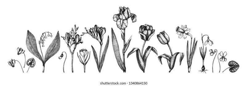 Spring flowers collection. Hand drawn floral outlines set. Botanical illustrations of tulips, crocus, freesia, iris, narcissus, snowdrops, cyclamen. Great for card, invitation,logos, mongram design