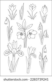 Spring flowers collection. Set of vector vegetal botanical decorative elements in black and white, contours and different forms of spring flowers, silhouettes of leaves and flowers.