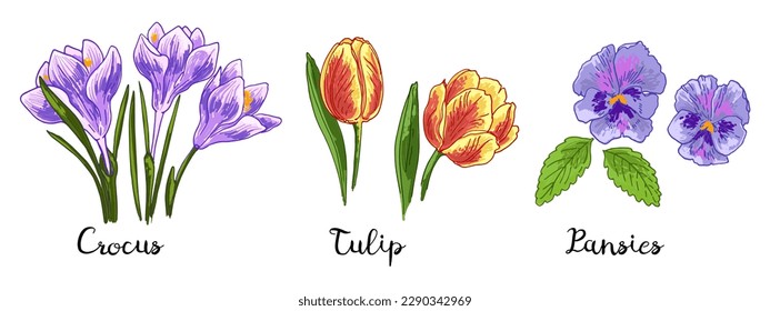 Spring flowers color drawing vector. Crocuses, Tulips, Pansies