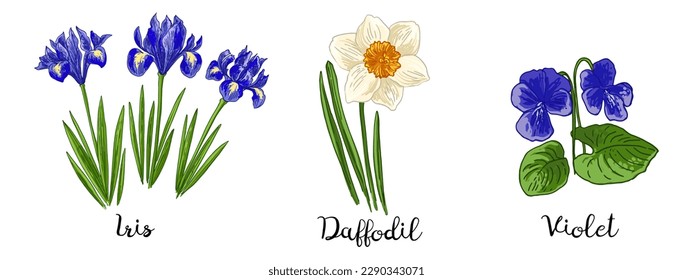 Spring flowers color drawing vector. Iris, Daffodils, Violet