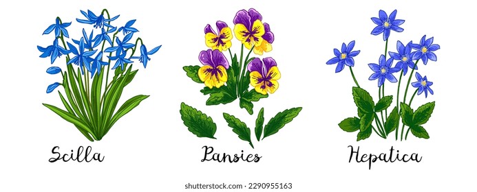 Spring flowers color drawing vector. Scilla, Pansies, Hepatica