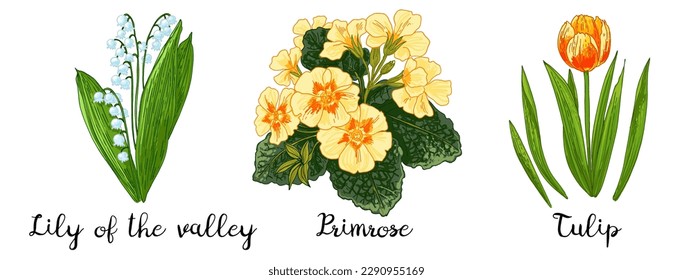 Spring flowers color drawing vector. Lily of the valley, Primrose, Tulips