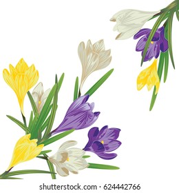 Spring flowers, colorful blooming crocus or saffron design.