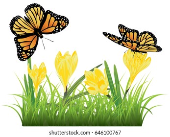 Spring flowers, colorful blooming crocus with green grass design.