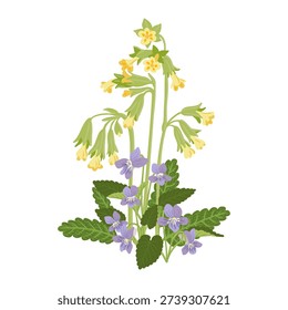 spring flowers, cowslip primrose and violets, vector drawing flowering wild plants isolated at white background, floral element, hand drawn botanical illustration