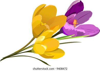 Spring flowers. Crocus
