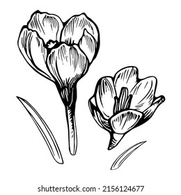 Spring flowers of crocus black and white design element drawn by hand white isolated. Vector linocut style. Concept of springtime for greeting card, invitation, fliers,, textile, package.