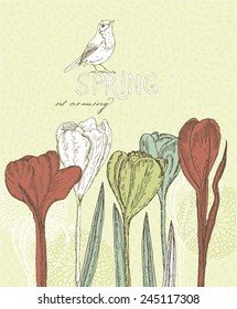 Spring flowers. Crocus. Greeting Card for March 8. Poster with flowering plants in doodle vintage style. Sketch. Hipster blossom design.