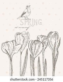 Spring flowers. Crocus. Greeting Card for March 8. Poster with flowering plants in doodle vintage style. Sketch. Hipster blossom design.