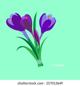 Spring flowers. Crocus, saffron. Flet design. Vector illustration