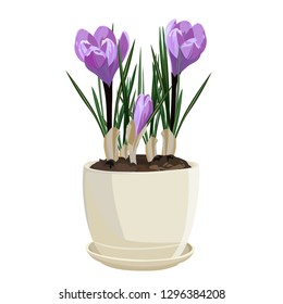 Spring flowers, crocus. Vector illustration. Isolated on a white background.