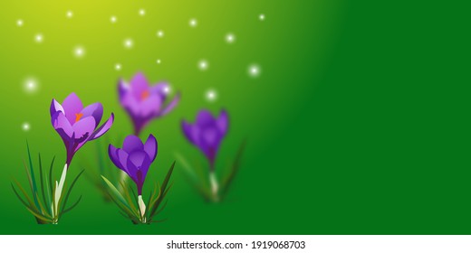 Spring flowers Crocuses isolated on a green background. Vector illustration. Suitable for background, advertising offers, postcards

