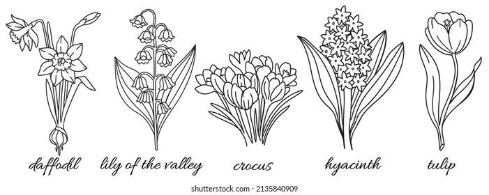 Spring flowers: daffodil, lily of the valley, crocus, hyacinth, tulip. Line botanical illustration