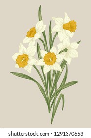 Spring flowers daffodils. Blooming bouquet isolated on a beige background. Botanical illustration.