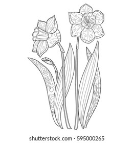 Spring flowers daffodils coloring book page for adults.