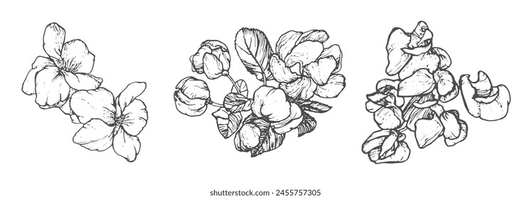 Spring flowers drawing with line-art on white background