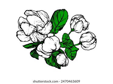 Spring flowers drawing with line-art on white background