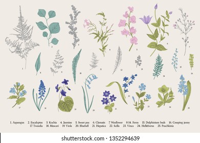 Spring flowers and ferns. Set. Vintage vector botanical illustration. 