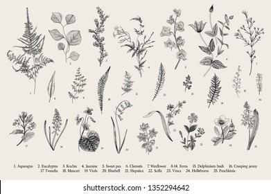 Spring Flowers And Ferns. Set. Vintage Vector Botanical Illustration. Black And White