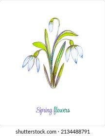 Spring flowers. A festive bouquet. Vector illustration from a set of Spring flowers. Lilies of the valley, tulips, cornflowers, daisies, snowdrops and crocuses.