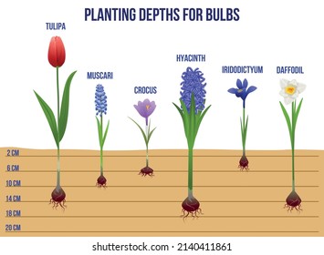 Spring flowers flat infographics with profile view of plant sprouts with roots editable text and ruler vector illustration