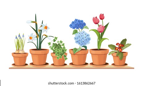 Spring flowers. Floral decorative interior elements. Isolated tulips in pot, houseplant on shelf vector illustration