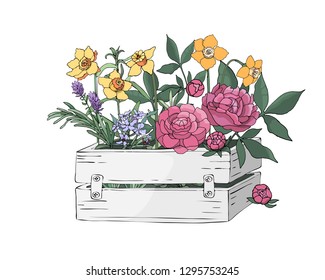 Spring flowers in a garden white wooden box. Pink peony, yellow daffodils and farm fresh cooking herbs: rosemary, tarragon, lavender. Morning fresh cut. Vector Isolated elements. Flat provence style.