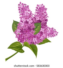 Flores de primavera. Suave rama fragante de lila púrpura. Ilustración vectorial. Aislado sobre fondo blanco.