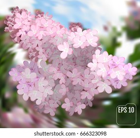 Spring flowers. Gentle fragrant branch of pink lilac. Vector illustration. 