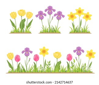 Spring flowers and green grass set. Blooming flower bed with daffodils, yellow and pink tulips and purple irises. Vector illustration in cartoon flat style.