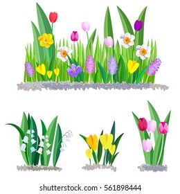 Spring flowers growing in the garden. Crocus, tulips and daffodils isolated on white background.