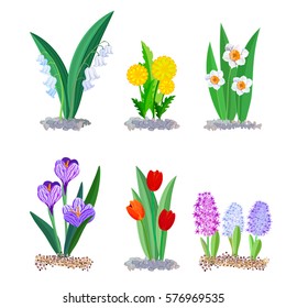 Spring flowers growing in the garden, icons and borders elements isolated on white. Crocus, tulips, lilies of the valley and dandelion and daffodils isolated on white background.