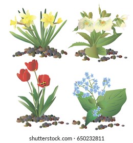 Spring flowers growing in the garden. Tulips, daffodils, forget-me-not, hellebore isolated on white background