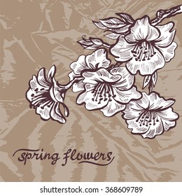 Spring flowers. Hand draw doodle vector illustration on grunge paper