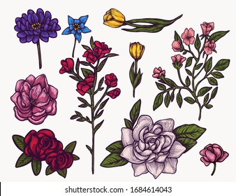 spring flowers hand drawn isolated colorful vector clipart. plant blooming flower elements for graphic design and your creative projects, posters, postcards, invitations and tattoos.