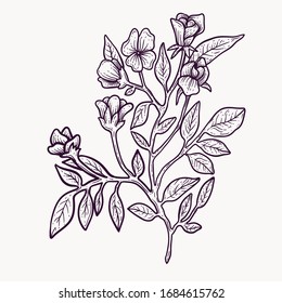 spring flowers hand drawn isolated colorful vector clipart. plant blooming flower elements for graphic design and your creative projects, posters, postcards, invitations and tattoos.