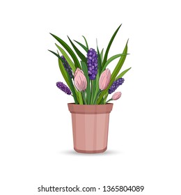 Spring flowers of hyacinth and tulips with leaves in a flower pot on a white background. Vector